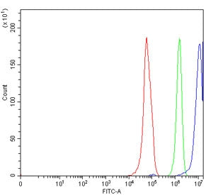 Flow cytometry testing of human RT4 cells with ERCC1 antibody at 1ug/million cells (blocked with goat sera); Red=cells alone, Green=isotype control, Blue= ERCC1 antibody.