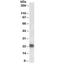 Western blot testing of HeLa lysate with biotinylated HP1 antibody at 0.1ug/ml. Predicted molecular weight ~22kDa. An NAP blocker was used in place of non-fat milk as blocking solution and diluent. (1)