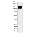 Western blot testing of human Ramos cell lysate with ICAM3 antibody. Observed molecular weight: 60~120 kDa depending on glycosylation level.