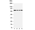 Western blot testing of BiP antibody and Lane 1: rat testis; 2: A549; 3: MCF-7; 4: HeLa cell lysate. Predicted molecular weight: ~73 kDa, but routinely observed at 70-78 kDa.