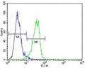 MeCP2 antibody flow cytometric analysis of MDA-MB435 cells (green) compared to a negative control (blue). FITC-conjugated goat-anti-rabbit secondary Ab was used for the analysis.