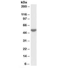 Western blot testing of human peripheral lymphocyte lysate with LSP1 antibody at 0.05ug/ml. Predicted molecular weight: ~37kDa but is routinely observed at ~52kDa (PMID: 15684321).