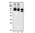 Western blot testing of 1) rat C6, 2) rat PC-12 and 3) mouse NIH 3T3 cell lysate with Pvr antibody. Predicted molecular weight ~45 kDa, but may be observed at higher molecular weights due to glycosylation.