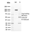 SDS-PAGE analysis of purified, BSA-free CD80 antibody (clone C80/2723) as confirmation of integrity and purity.