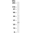 Western blot testing of human brain lysate with MOG antibody at 0.03ug/ml. Expected molecular weight: 15-28 kDa depending on glycosylation level.