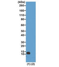 Western blot test of (1) acid extracts of HeLa cells and (2) recombinant Histone H4 using recombinant H4R3me1 antibody at 0.5 ug/ml showed a band of Histone monomethylated at Arginine 3 in HeLa cells.