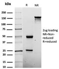 SDS-PAGE analysis of purified, BSA-free Penicillin antibody (clone Pen-9) as confirmation of integrity and purity.