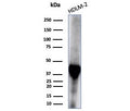 Western blot testing of human HDLM-2 cell lysate with STING1 antibody (clone STING1/7439). Predicted molecular weight ~42 kDa.