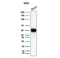 Western blot testing of human brain tissue lysate with GFAP antibody (clone GFAP/9421). Predicted molecular weight ~50 kDa.