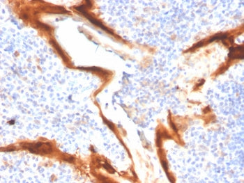 IHC staining of FFPE human tonsil tissue with IL1RN antibody (clone IL1RA/4716). HIER: boil tissue sections in pH 9 10mM Tris with 1mM EDTA for 20 min and allow to cool before testing.