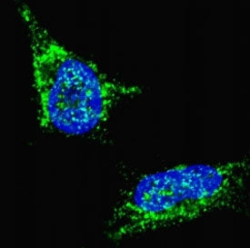 Fluorescent confocal image of SY5Y cells stained with LIN28B antibody. Alexa Fluor 488 conjugated secondary (green) was used (1:1000, 1h). Nuclei were counterstained with Hoechst 33342 (blue) (10 ug/ml, 5 min). LIN28B immunosignal is localized predominantly to the cytoplasm.
