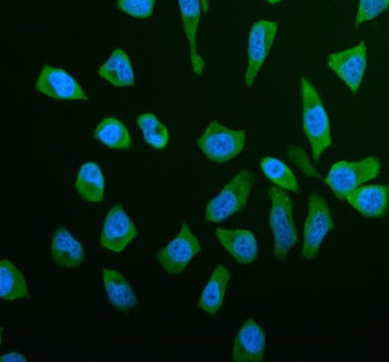 Immunofluorescent staining of RPS21 using anti-RPS21 antibody (green). RPS21 was detected in an immunocytochemical section of HELA cells. Enzyme antigen retrieval was performed using IHC enzyme antigen retrieval reagent for 15 mins. The cells were blocked with 10% goat serum. And then incubated with 5 ug/ml rabbit anti-RPS21 antibody overnight at 4oC. DyLight 488 Conjugated Goat Anti-Rabbit IgG was used as secondary antibody at 1:500 dilution and incubated for 30 min at 37oC.