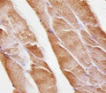 Immunohistochemical analysis of paraffin-embedded mouse skeletal muscle using Musk antibody at 1:25 dilution.