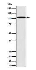 Western blot analysis of Nup107 expression in human 293 cell lysate using NUP107 antibody. Expected molecular weight ~107 kDa.