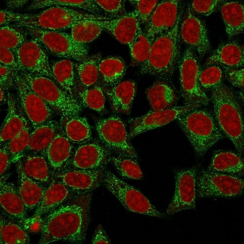 Immunfluorescent staining of human HeLa cells with Podocalyxin antibody (clone 3D3, green) and Reddot nuclear stain (red).