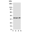 Western blot testing of Bub3 antibody and Lane 1: HeLa; 2: A549; 3: Jurkat; 4: COLO320 cell lysate