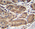 ABHD2 antibody immunohistochemistry analysis in formalin fixed and paraffin embedded human stomach tissue.