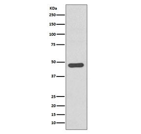 Western blot testing of human SH-SY5Y cell lysate with Tissue Factor antibody. Expected molecular weight: 33-50 kDa depending on glycosylation level.
