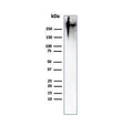 Western blot testing of human MCF7 cell lysate with Epithelial Marker Antigen antibody (clone MUC1/967). This glycoprotein is commonly visualized between 120~500 kDa.