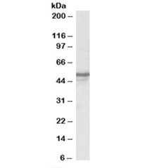 Western blot testing of human brain lysate with NPY5R antibody at 0.3ug/ml. Predicted/observed molecular weight: ~51kDa.