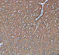 IHC staining of FFPE pig brain tissue with Synapsin II antibody, HRP-secondary and DAB substrate. HIER: boil tissue sections in pH8 EDTA for 20 min and allow to cool before testing.
