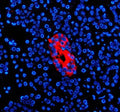 Immunofluorescent staining of ZNT8/SLC30A using anti-SLC30A antibody (red). ZNT8/SLC30A was detected in a paraffin-embedded section of human pancreas tissue. Heat mediated antigen retrieval was performed in EDTA buffer (pH 8.0, epitope retrieval solution). The tissue section was blocked with 10% goat serum. The tissue section was then incubated with 5 ug/ml rabbit anti-SLC30A antibody overnight at 4oC.