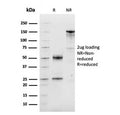 SDS-PAGE analysis of purified, BSA-free Cyclin D1 antibody (clone CCND1/3548) as confirmation of integrity and purity.