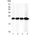 Western blot testing of 1) mouse liver, 2) rat liver, 3) human placenta and 4) human HepG2 lysate with RBP4 antibody at 0.5ug/ml. Predicted molecular weight ~23 kDa.