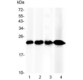Western blot testing of 1) mouse liver, 2) rat liver, 3) human placenta and 4) human HepG2 lysate with RBP4 antibody at 0.5ug/ml. Predicted molecular weight ~23 kDa.