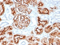 IHC staining of FFPE human kidney tissue with CD10 antibody (clone MME/6714). HIER: boil tissue sections in pH 9 10mM Tris with 1mM EDTA for 20 min and allow to cool before testing.