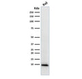 Western blot testing of human Raji cell lysate with Ubiquitin antibody (clone UBB/1748). Expected molecular weight ~9 kDa.