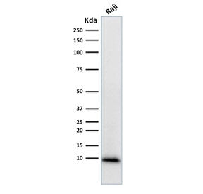 Western blot testing of human Raji cell lysate with Ubiquitin antibody (clone UBB/1748). Expected molecular weight ~9 kDa.