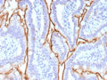 IHC staining of FFPE human small intestine tissue with Mucin 13 antibody (clone MUC13/13113). HIER: boil tissue sections in pH 9 10mM Tris with 1mM EDTA for 20 min and allow to cool before testing.