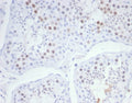 IHC staining of FFPE human testis tissue with KIF2C antibody (clone KIF2C/6526) at 2ug/ml. HIER: boil tissue sections in pH 9 10mM Tris with 1mM EDTA for 20 min and allow to cool before testing.