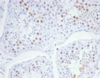 IHC staining of FFPE human testis tissue with KIF2C antibody (clone KIF2C/6526) at 2ug/ml. HIER: boil tissue sections in pH 9 10mM Tris with 1mM EDTA for 20 min and allow to cool before testing.
