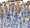 Immunohistochemical staining of GKN1 using anti-GKN1 antibody. GKN1 was detected in a paraffin-embedded section of mouse stomach tissue. Heat mediated antigen retrieval was performed in EDTA buffer (pH 8.0, epitope retrieval solution). The tissue section was blocked with 10% goat serum. The tissue section was then incubated with 2 ug/ml rabbit anti-GKN1 antibody overnight at 4oC. Peroxidase Conjugated Goat Anti-rabbit IgG was used as secondary antibody and incubated for 30 min at 37oC.