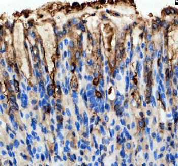 Immunohistochemical staining of GKN1 using anti-GKN1 antibody. GKN1 was detected in a paraffin-embedded section of mouse stomach tissue. Heat mediated antigen retrieval was performed in EDTA buffer (pH 8.0, epitope retrieval solution). The tissue section was blocked with 10% goat serum. The tissue section was then incubated with 2 ug/ml rabbit anti-GKN1 antibody overnight at 4oC. Peroxidase Conjugated Goat Anti-rabbit IgG was used as secondary antibody and incubated for 30 min at 37oC.