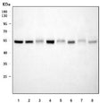 Western blot testing of 1) human HeLa, 2) human MCF7, 3) human PANC-1, 4) human U-87 MG, 5) rat heart, 6) rat testis, 7) mouse heart and 8) mouse testis tissue lysate with XIAP antibody. Expected molecular weight ~57 kDa.