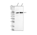 Western blot analysis of LSM11 using anti-LSM11 antibody. Lane 1: rat testis tissue lysates, Lane 2: rat skin tissue lysates. After electrophoresis, proteins were transferred to a nitrocellulose membrane at 150 mA for 50-90 min. Blocked the membrane with 5% non-fat milk/TBS for 1.5 hour at RT.