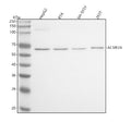 Western blot analysis of ACVR2A using anti-ACVR2A antibody. Lane 1: human HepG2 whole cell lysates, Lane 2: human RT4 whole cell lysates, Lane 3: human SH-SY5Y whole cell lysates, Lane 4: human 293T whole cell lysates. After electrophoresis, proteins were transferred to a nitrocellulose membrane at 150 mA for 50-90 min. Blocked the membrane with 5% non-fat milk/TBS for 1.5 hour at RT.