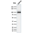 Western blot testing of human kidney lysate with CD10 antibody. Routinely visualized at ~100 kDa.