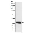 Western blot testing of mouse pituitary lysate with POMC antibody. Predicted molecular weight ~29 kDa.