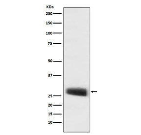 Western blot testing of mouse pituitary lysate with POMC antibody. Predicted molecular weight ~29 kDa.