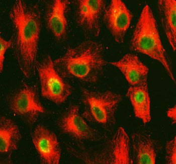Immunofluorescent staining of OMA1 using anti-OMA1 antibody (green) and anti-Tubulin Alpha antibody (red). OMA1 was detected in immunocytochemical section of cell. Enzyme antigen retrieval was performed using IHC enzyme antigen retrieval reagent for 15 mins. The cells were blocked with 10% goat serum. And then incubated with 5 ug/ml rabbit anti-OMA1 antibody and mouse anti-Tubulin Alpha antibody overnight at 4oC.