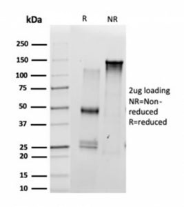 SDS-PAGE analysis of purified, BSA-free Scleraxis antibody (clone PCRP-SCXA-1D2) as confirmation of integrity and purity.