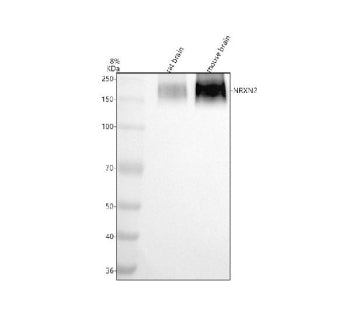 Western blot analysis of NRXN2 using anti-NRXN2 antibody. Electrophoresis was performed on a 8% SDS-PAGE gel at 80V (Stacking gel) / 120V (Resolving gel) for 2 hours. Lane 1: rat brain tissue lysates, Lane 2: mouse brain tissue lysates. After electrophoresis, proteins were transferred to a nitrocellulose membrane at 150 mA for 50-90 min. Blocked the membrane with 5% non-fat milk/TBS for 1.5 hour at RT.