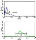 Flow cytometry testing of human Ramos cells with POU2AF1 antibody; Blue=isotype control, Green= POU2AF1 antibody.