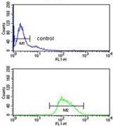 Flow cytometry testing of human Ramos cells with POU2AF1 antibody; Blue=isotype control, Green= POU2AF1 antibody.
