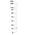 Western blot testing of mouse NIH3T3 cell lysate with Leptin antibody. Expected/observed molecular weight ~16 kDa.