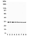 Western blot testing of OX40 antibody and Lane 1: U87; 2: HeLa; 3: HT1080; 4: Jurkat; 5: COLO320; 6: MCF-7; 7: SHC; 8: COLO320; 9: SGC cell lysate. Expected molecular weight: 29-50 kDa depending on glcyosylation level.